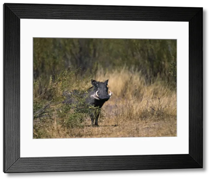 Framed Print : DDE-90019902 Framed Print : DDE-90019902