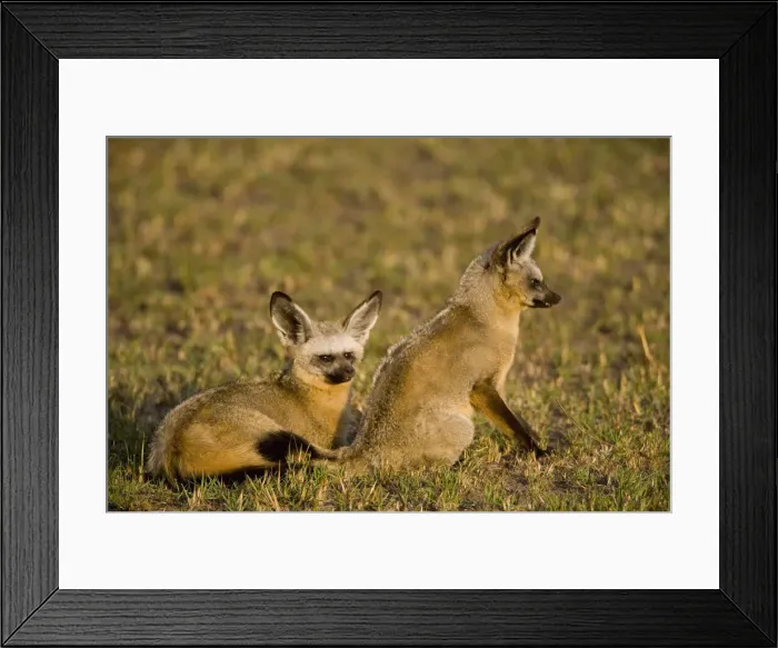 Framed Print : DDE-90019904 Framed Print : DDE-90019904