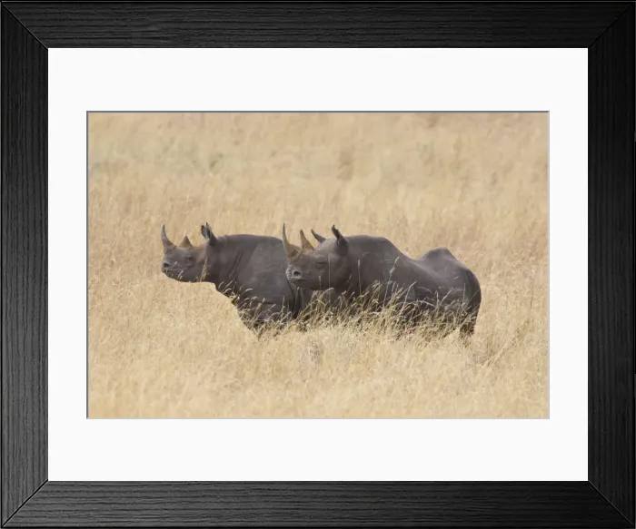 Framed Print : DDE-90019905 Framed Print : DDE-90019905