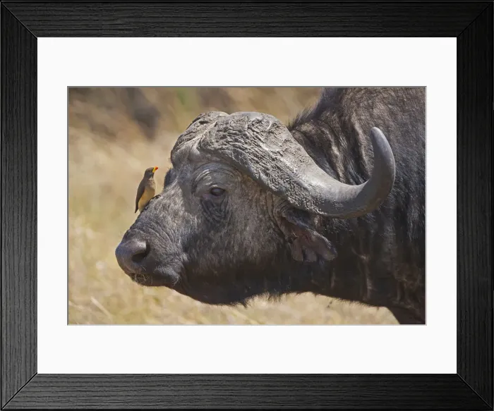 Framed Print : DDE-90019906 Framed Print : DDE-90019906