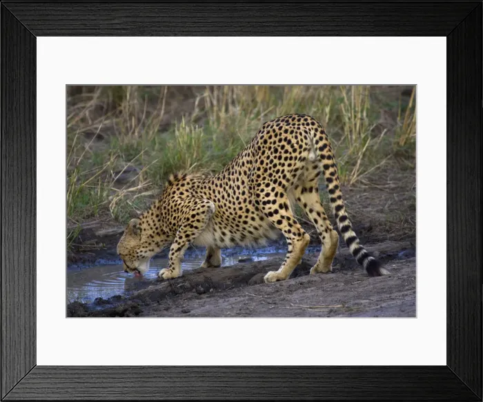 Framed Print : DDE-90019907 Framed Print : DDE-90019907