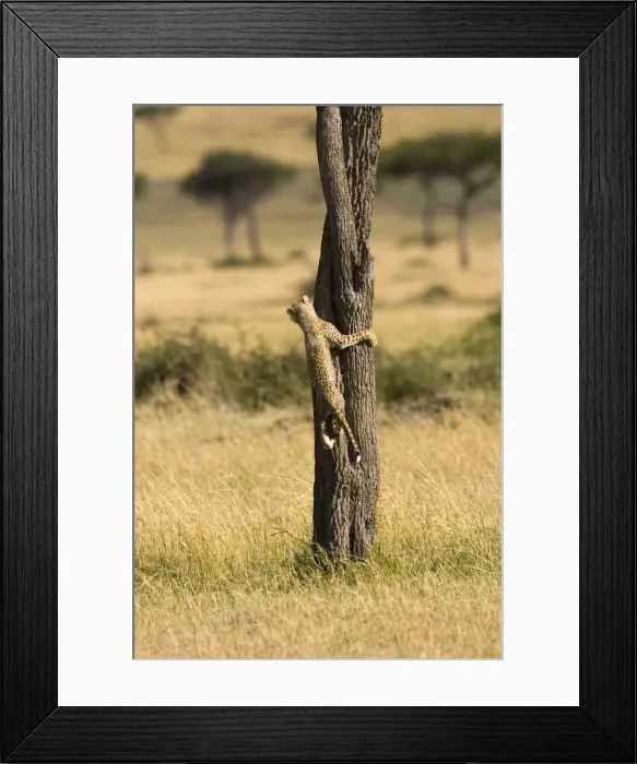 Framed Print : DDE-90019908