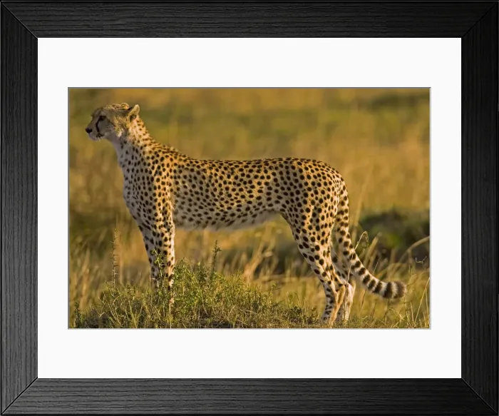 Framed Print : DDE-90019909 Framed Print : DDE-90019909