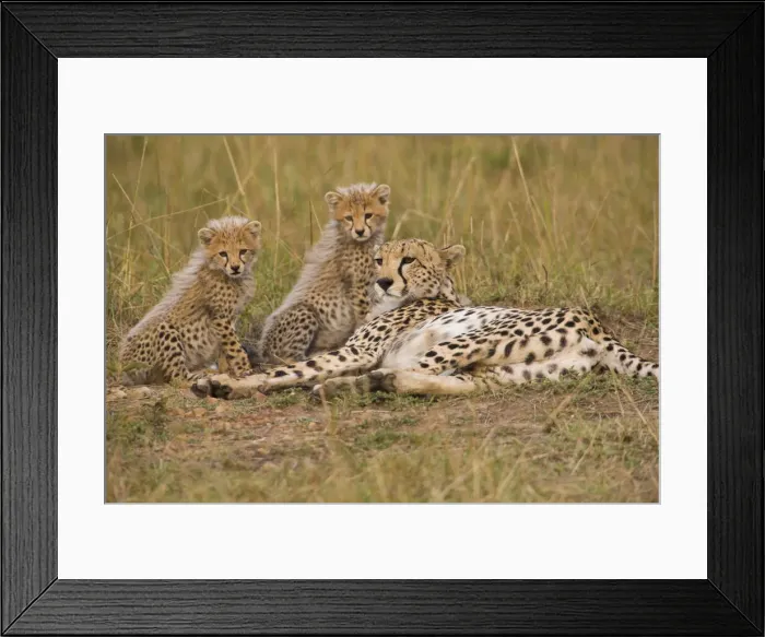 Framed Print : DDE-90019910 Framed Print : DDE-90019910