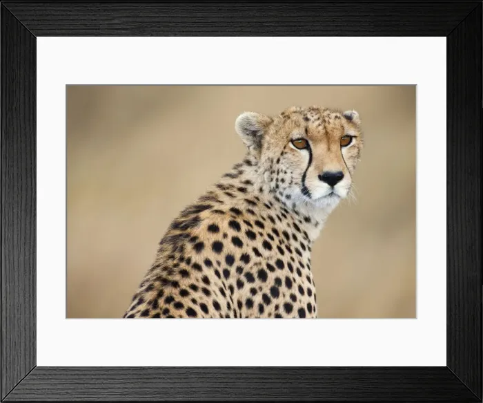 Framed Print : DDE-90019911 Framed Print : DDE-90019911