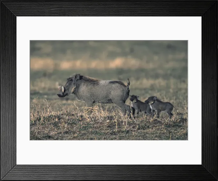 Framed Print : DDE-90019903 Framed Print : DDE-90019903