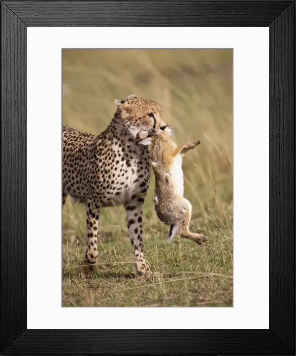 Framed Print : DDE-90019912