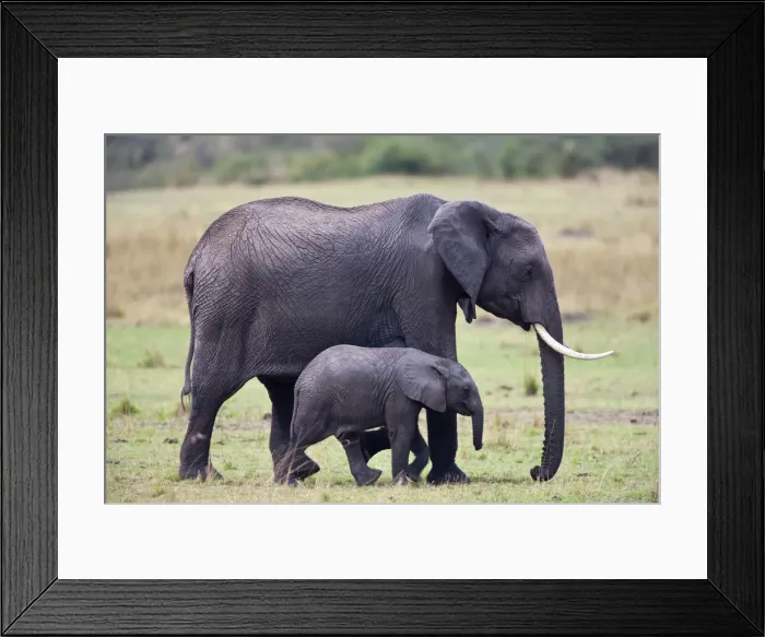 Framed Print : DDE-90019915 Framed Print : DDE-90019915
