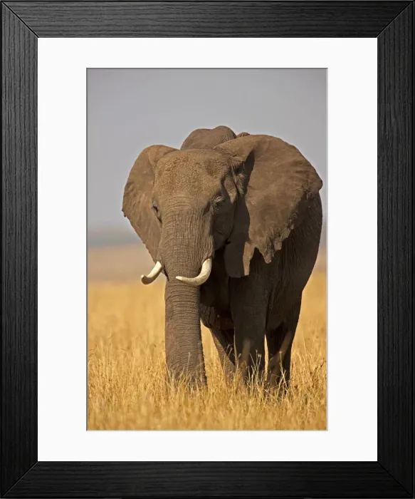 Framed Print : DDE-90019916 Framed Print : DDE-90019916