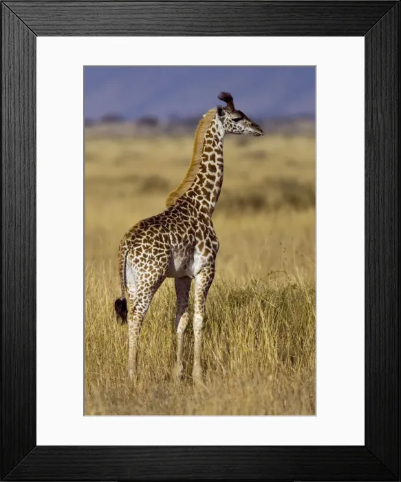 Framed Print : DDE-90019917 Framed Print : DDE-90019917