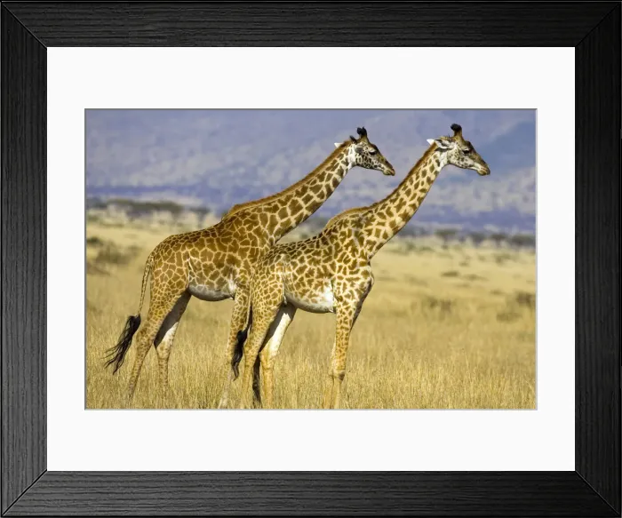 Framed Print : DDE-90019918 Framed Print : DDE-90019918