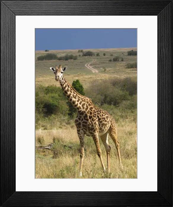 Framed Print : DDE-90019919 Framed Print : DDE-90019919