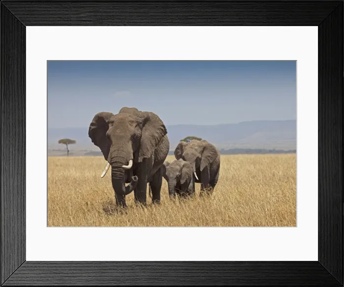 Framed Print : DDE-90019913 Framed Print : DDE-90019913
