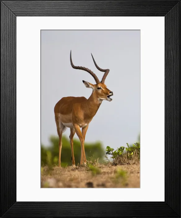 Framed Print : DDE-90019921 Framed Print : DDE-90019921