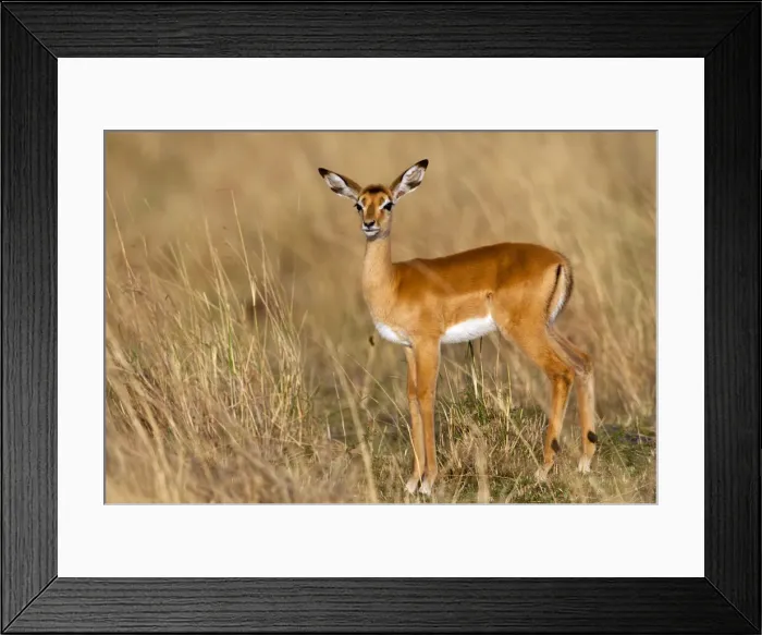 Framed Print : DDE-90019922 Framed Print : DDE-90019922