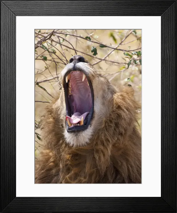 Framed Print : DDE-90019923 Framed Print : DDE-90019923