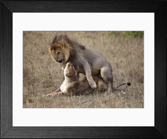 Framed Print : DDE-90019924 Framed Print : DDE-90019924
