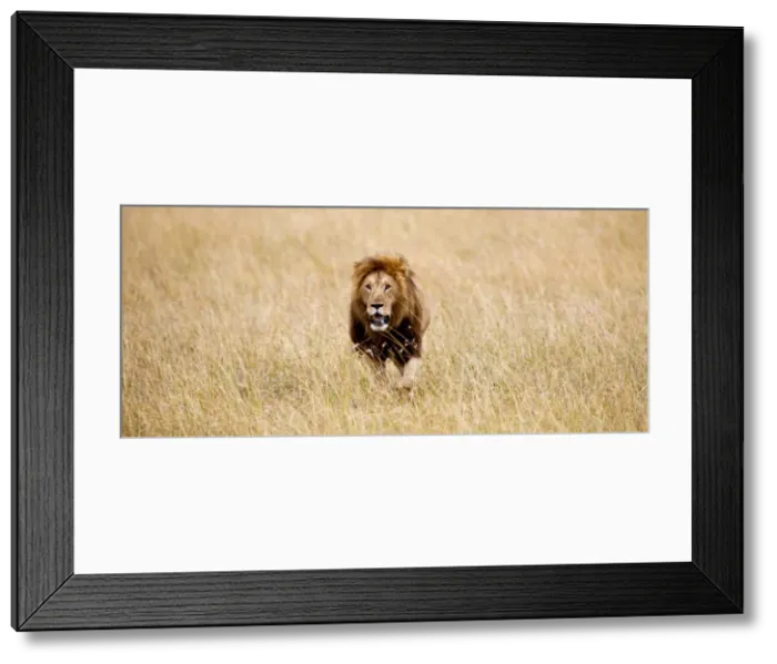 Framed Print : DDE-90019925 Framed Print : DDE-90019925