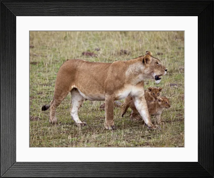 Framed Print : DDE-90019927 Framed Print : DDE-90019927