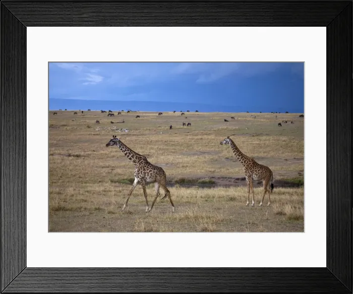 Framed Print : DDE-90019920 Framed Print : DDE-90019920