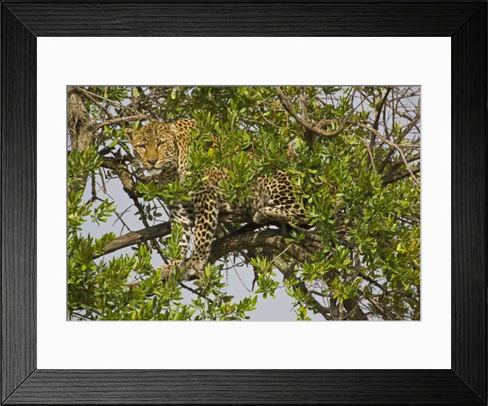 Framed Print : DDE-90019930 Framed Print : DDE-90019930
