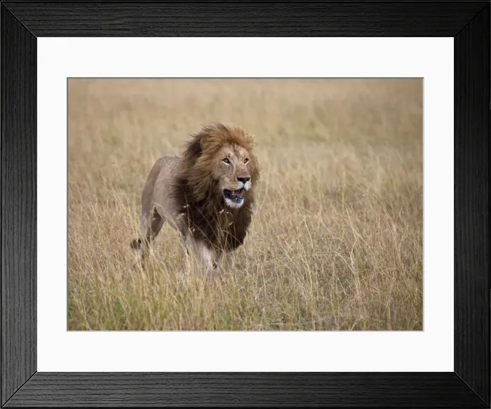 Framed Print : DDE-90019928 Framed Print : DDE-90019928