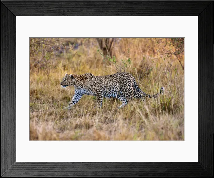 Framed Print : DDE-90019932 Framed Print : DDE-90019932