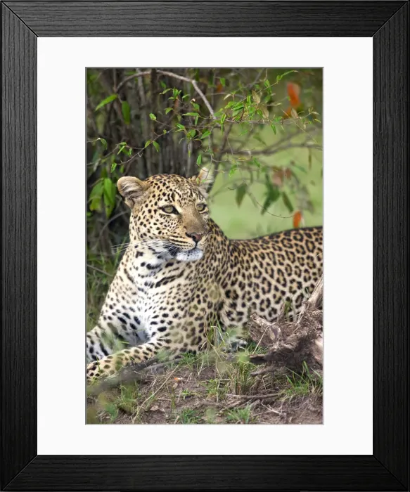 Framed Print : DDE-90019931