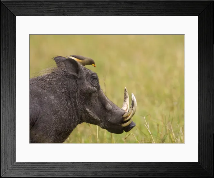 Framed Print : DDE-90019939 Framed Print : DDE-90019939