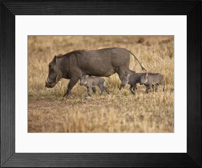 Framed Print : DDE-90019940 Framed Print : DDE-90019940
