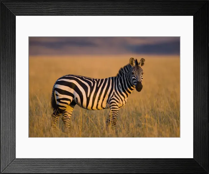 Framed Print : DDE-90019942 Framed Print : DDE-90019942