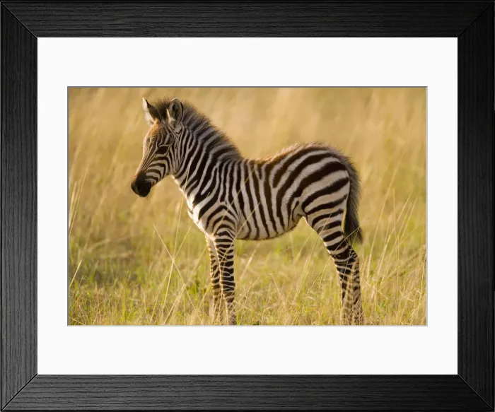 Framed Print : DDE-90019943 Framed Print : DDE-90019943