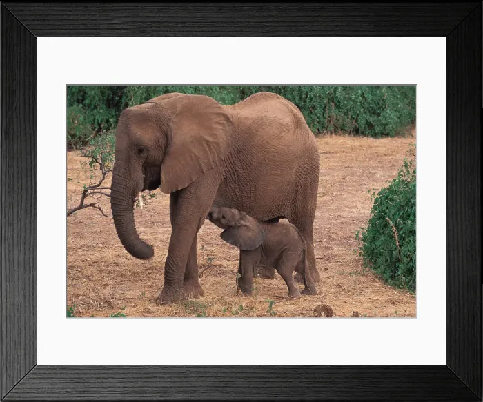 Framed Print : DDE-90019950 Framed Print : DDE-90019950