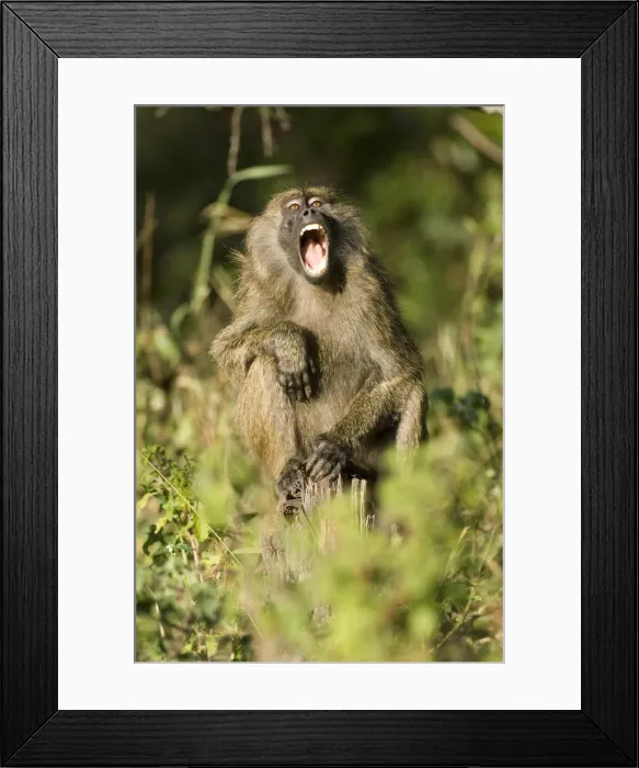 Framed Print : DDE-90019952 Framed Print : DDE-90019952