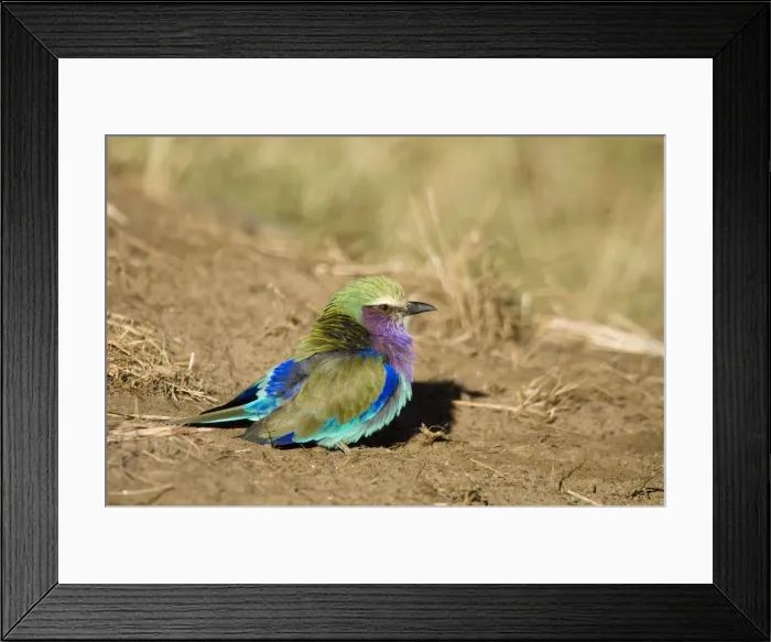 Framed Print : DDE-90019951 Framed Print : DDE-90019951