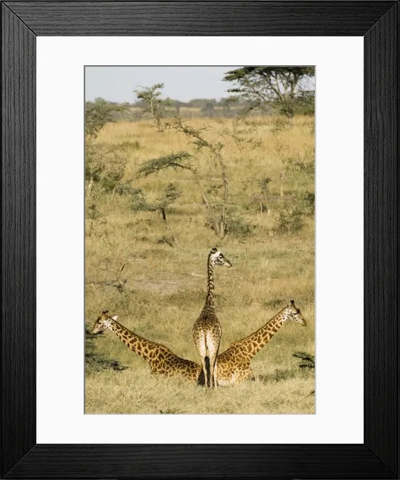 Framed Print : DDE-90019954 Framed Print : DDE-90019954