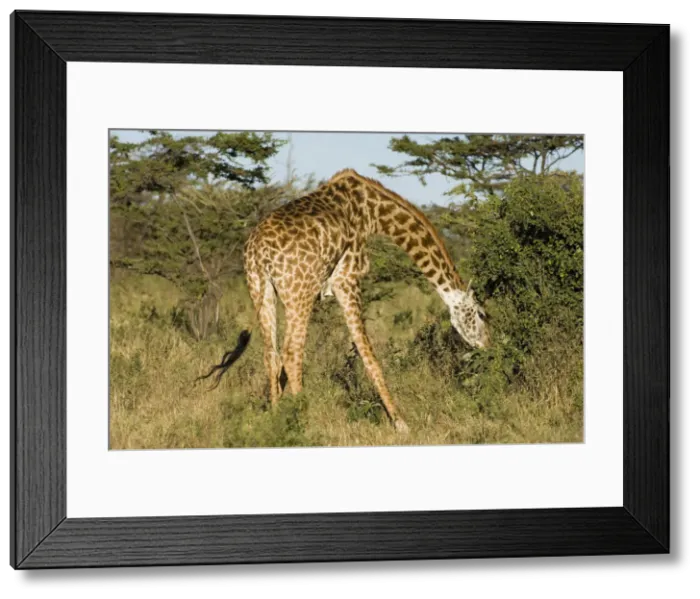 Framed Print : DDE-90019953 Framed Print : DDE-90019953