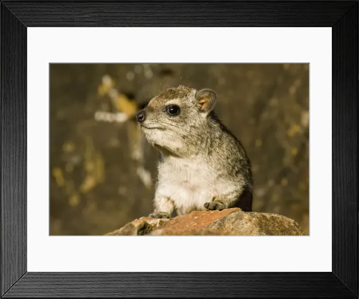 Framed Print : DDE-90019955 Framed Print : DDE-90019955