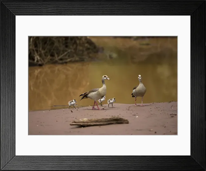 Framed Print : DDE-90020050 Framed Print : DDE-90020050