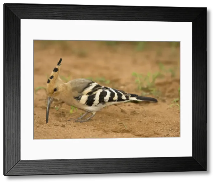 Framed Print : DDE-90020052