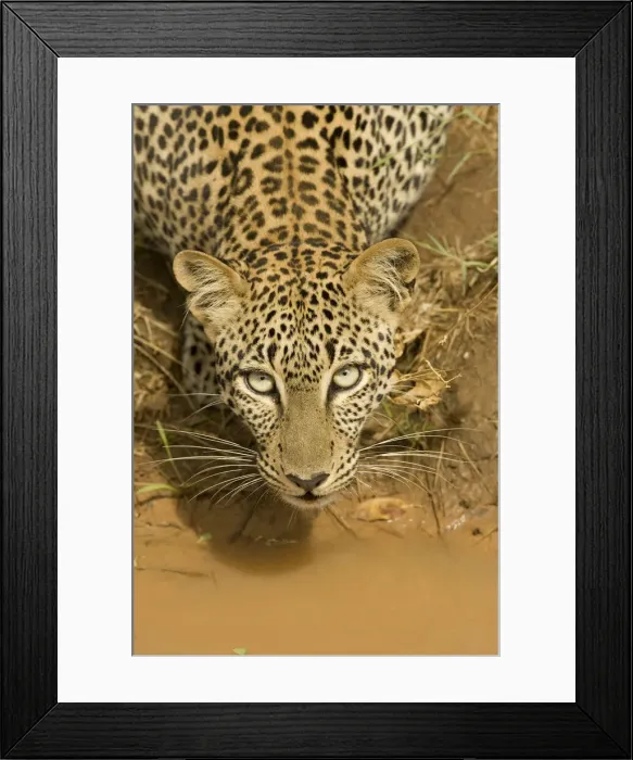 Framed Print : DDE-90020053