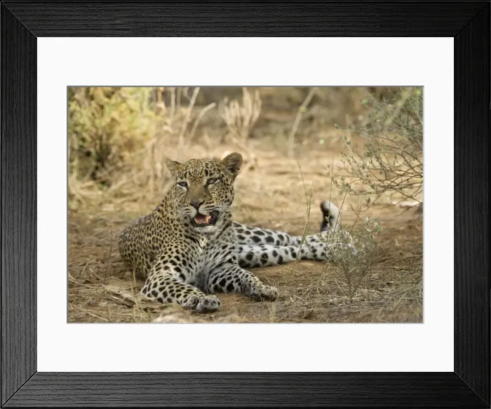 Framed Print : DDE-90020054 Framed Print : DDE-90020054