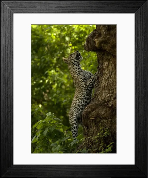 Framed Print : DDE-90020055 Framed Print : DDE-90020055
