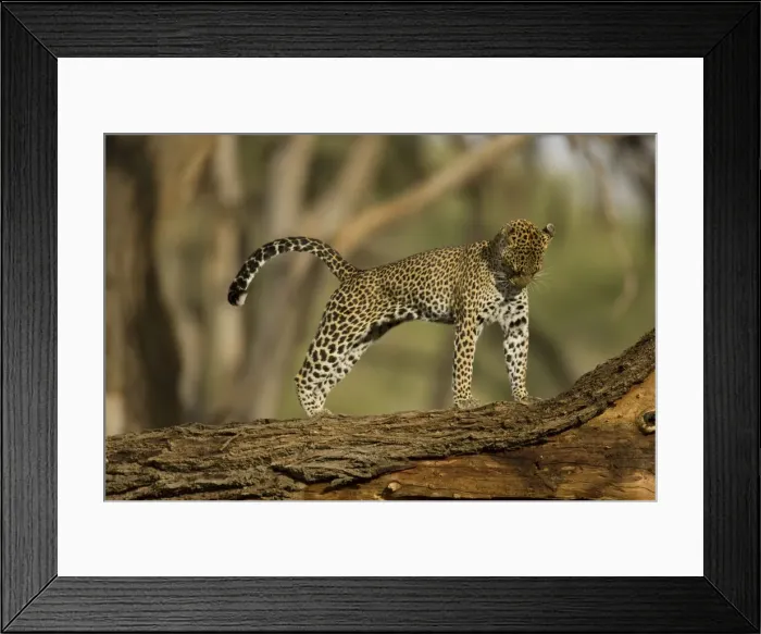 Framed Print : DDE-90020056 Framed Print : DDE-90020056