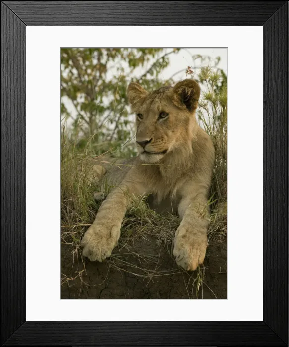 Framed Print : DDE-90020057 Framed Print : DDE-90020057
