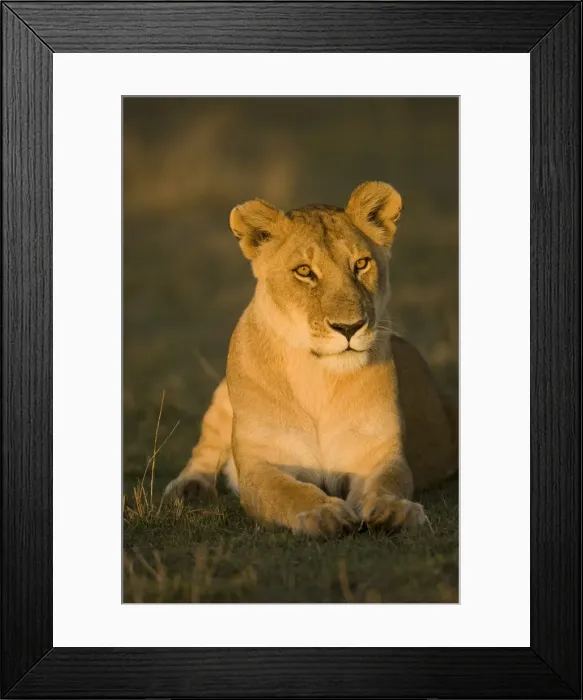 Framed Print : DDE-90020058 Framed Print : DDE-90020058