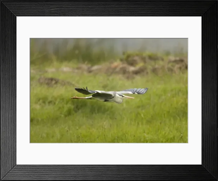Framed Print : DDE-90020051 Framed Print : DDE-90020051