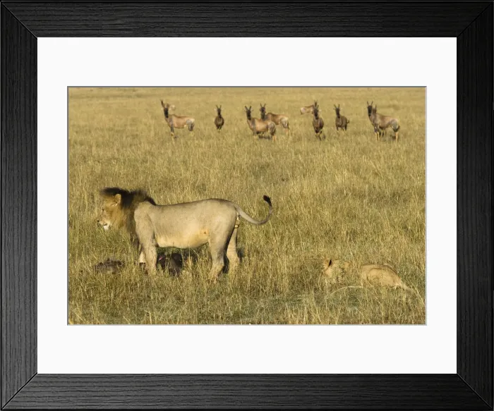 Framed Print : DDE-90020059 Framed Print : DDE-90020059