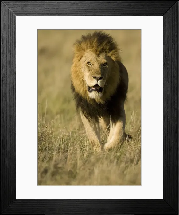 Framed Print : DDE-90020060 Framed Print : DDE-90020060