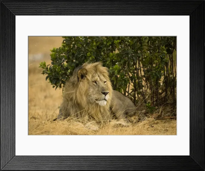 Framed Print : DDE-90020063 Framed Print : DDE-90020063